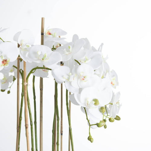 Close view of white flower heads with pale green and pink centres, green buds and curved stems beside tan support canes.