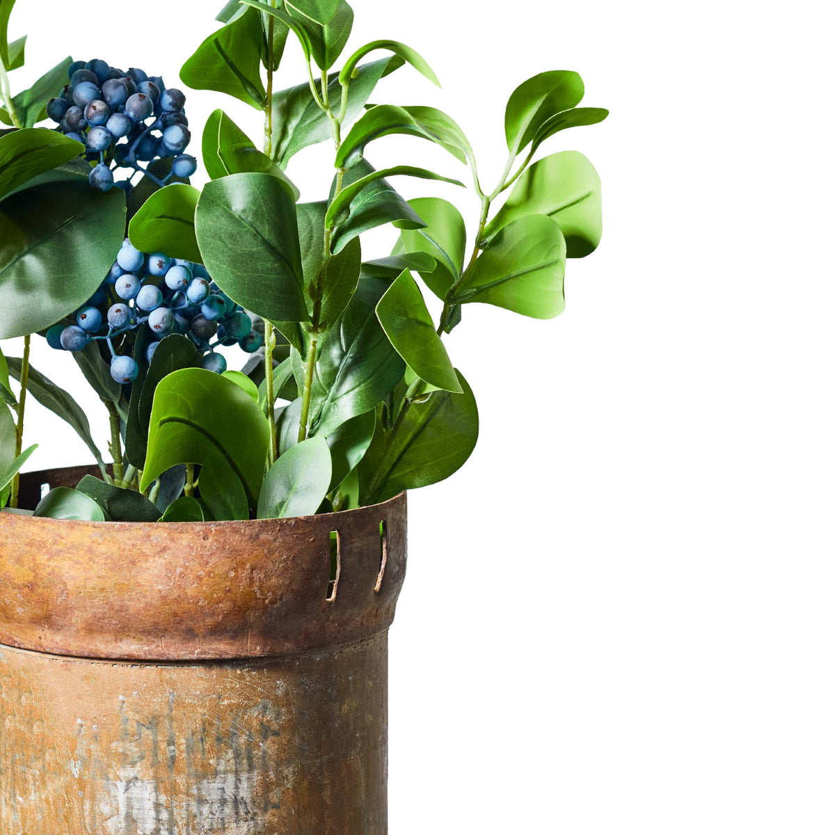 Close-up of broad green Clusia foliage arranged with blue berries in a weathered metal container against a white background.