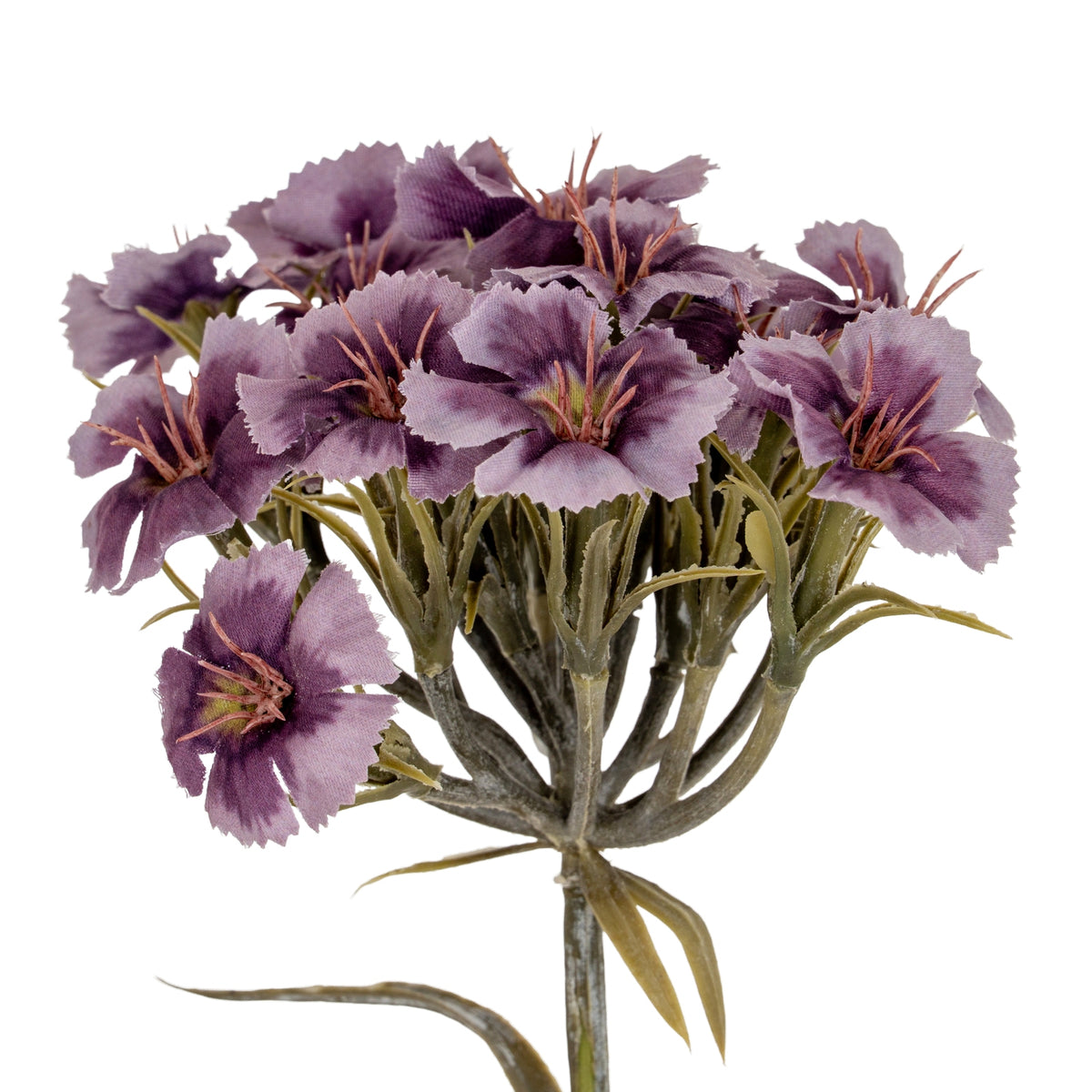 Close-up of the clustered purple flowers showing pale ruffled petal edges, darker centres and branching green stems beneath.