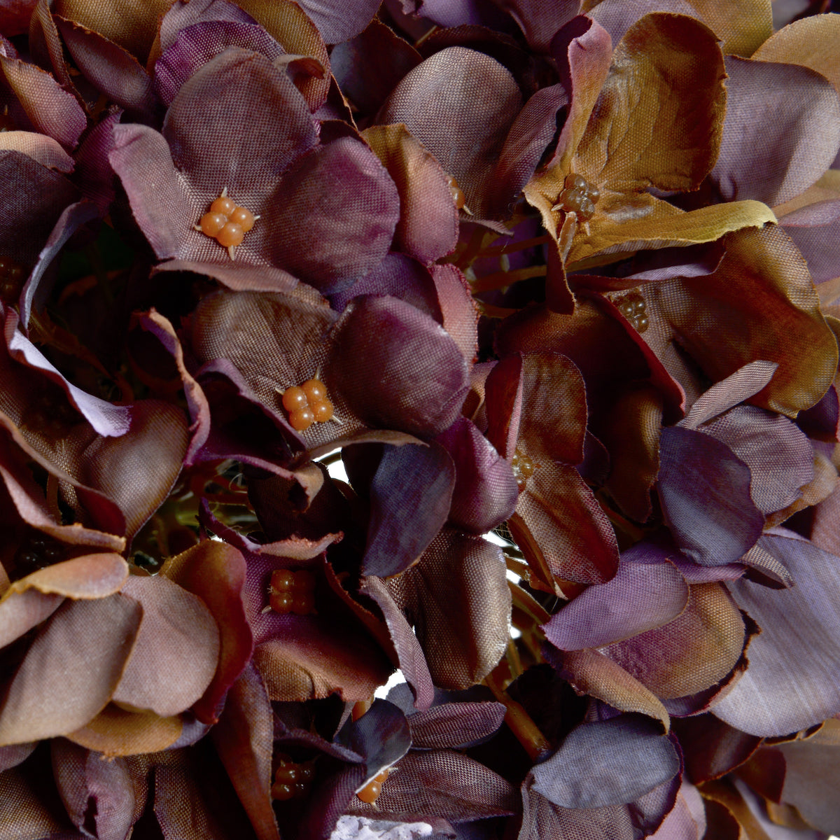 Close-up of overlapping hydrangea petals in burgundy, mauve and ochre, showing fine surface texture and small amber-coloured centres.