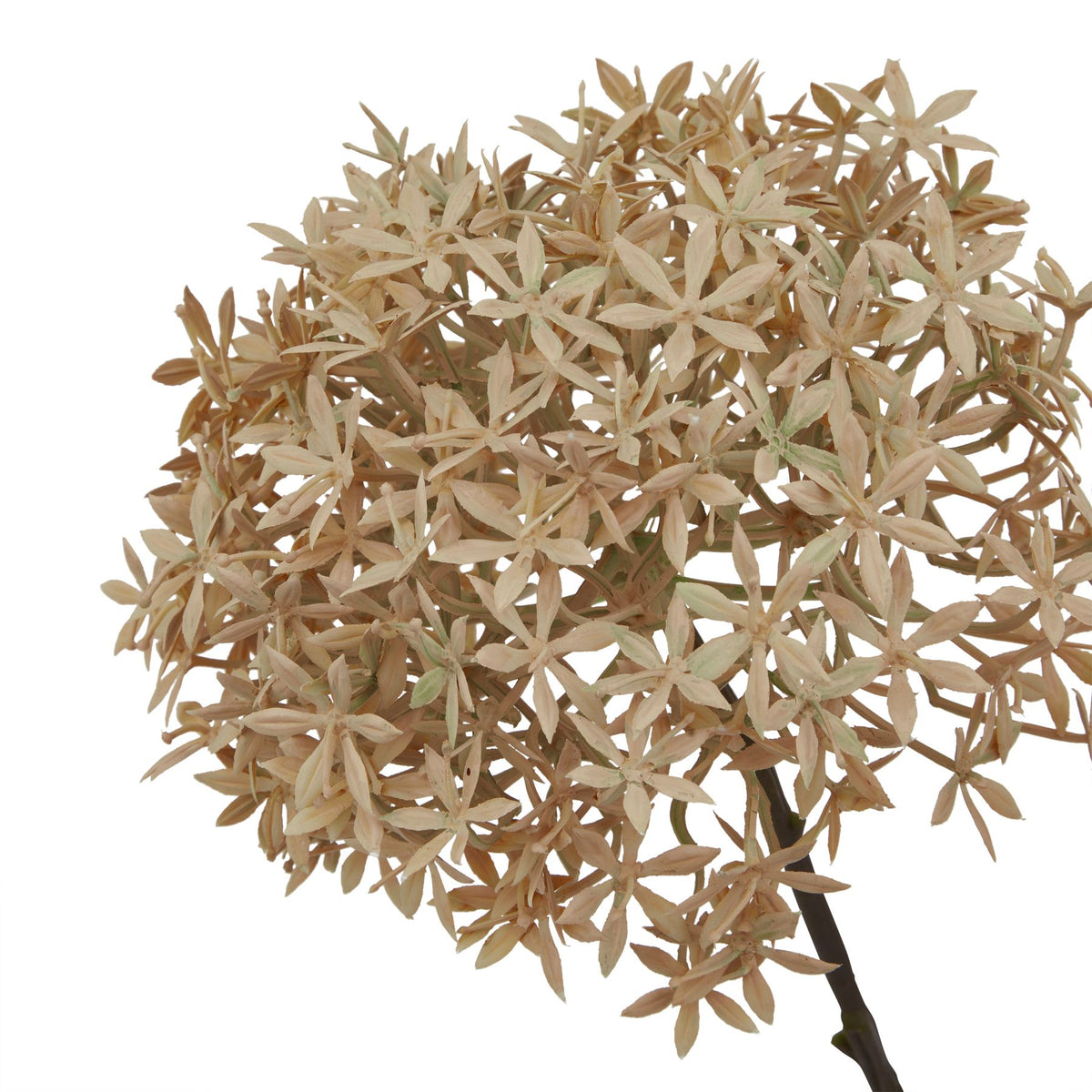 Close-up of the rounded floretball head showing small pointed florets in pale beige and light brown tones.