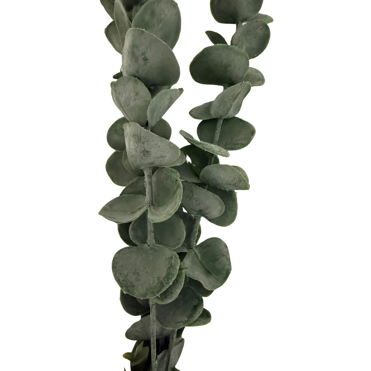 Close-up of overlapping coin-like eucalyptus leaves, showing their matte grey-green surfaces, subtle texture and curved edges.