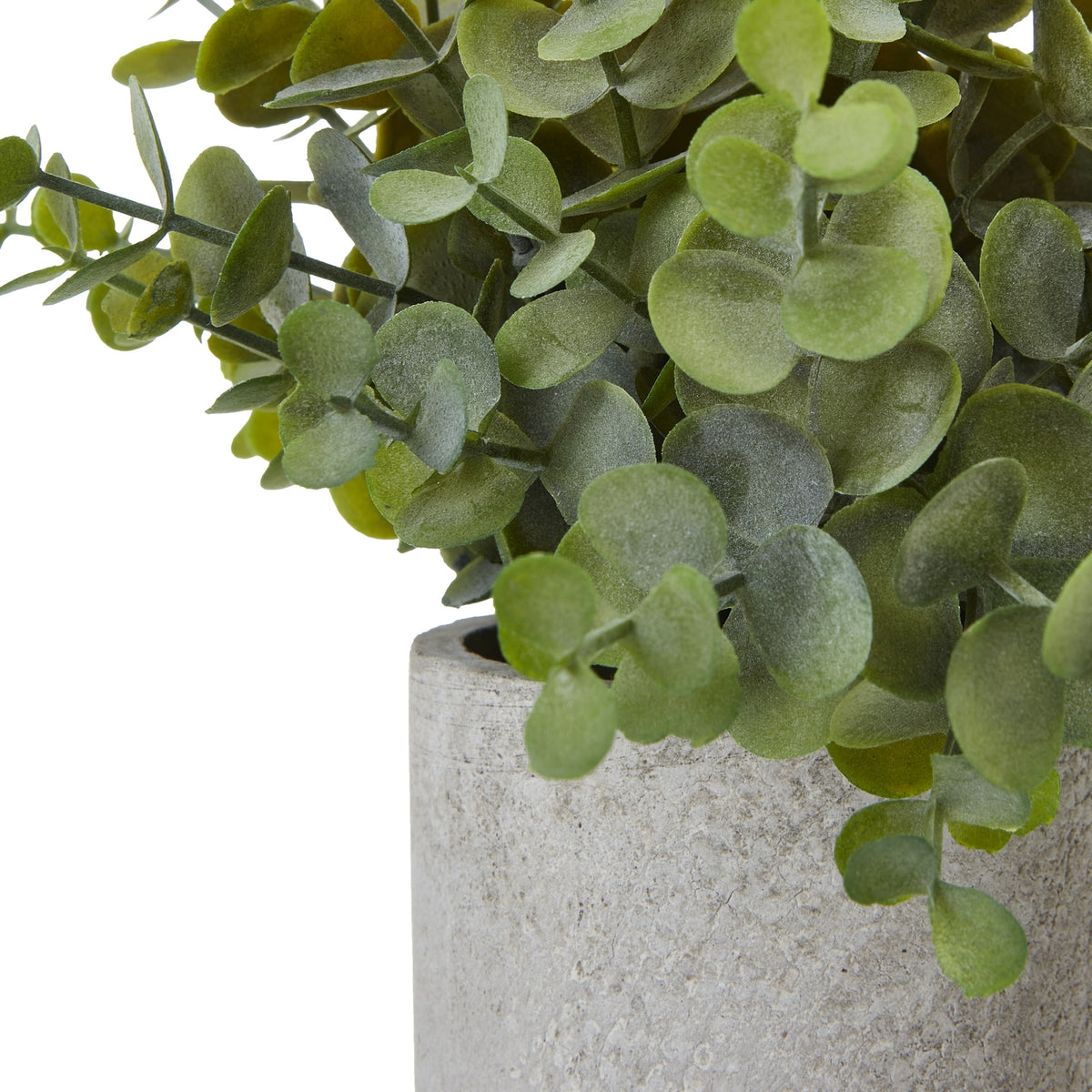 Close-up of overlapping sage and grey-green coin-shaped leaves above the textured, weathered-look grey pot.