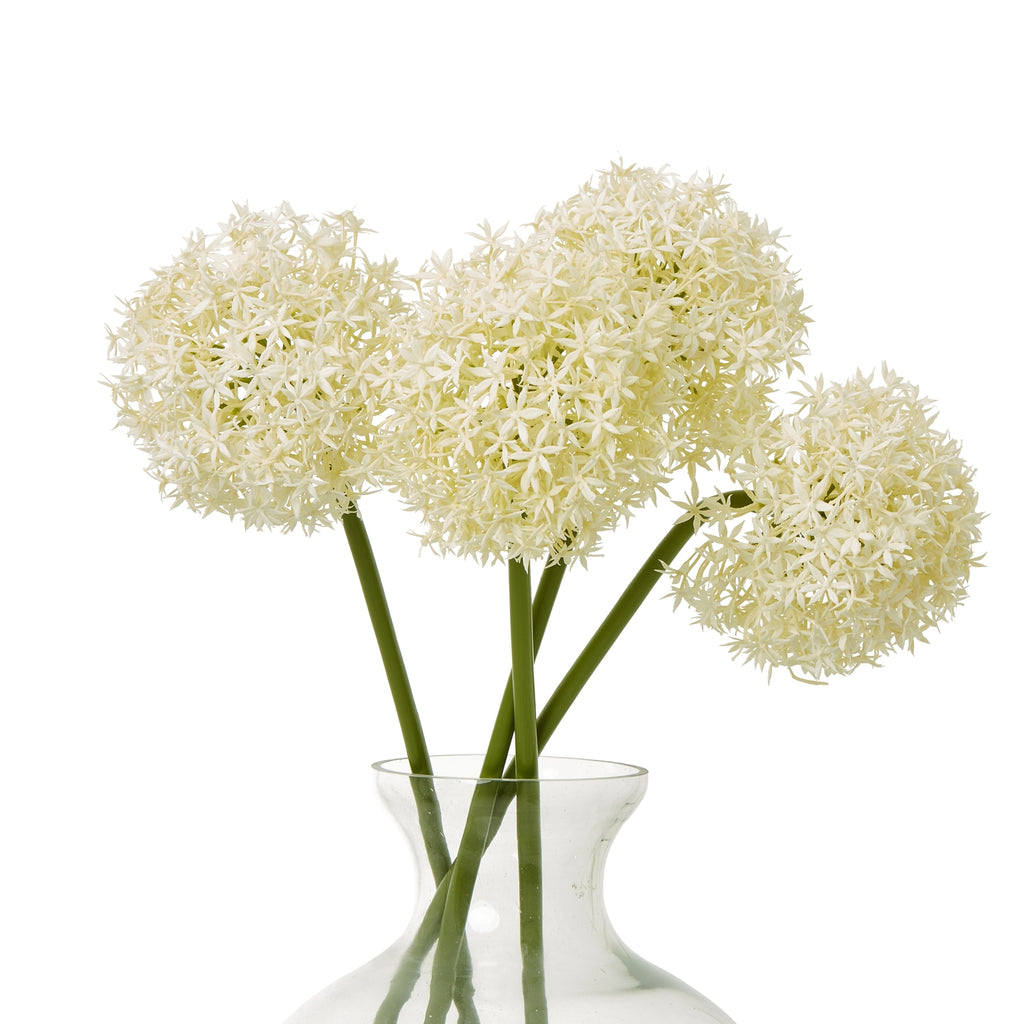 Four cream globe flower heads on green stems arranged in a clear vase against white.