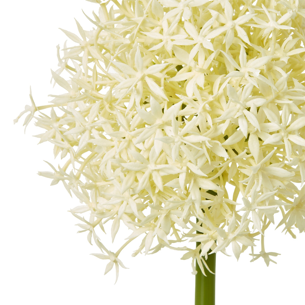 Close-up of the cream star-shaped florets, showing their pointed petals clustered above the green stem.