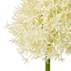 Close-up of the cream star-shaped florets, showing their pointed petals clustered above the green stem.