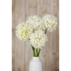Closer view of four cream globe flower heads at staggered heights, with green stems above a white vase and softly blurred wooden panelling behind.