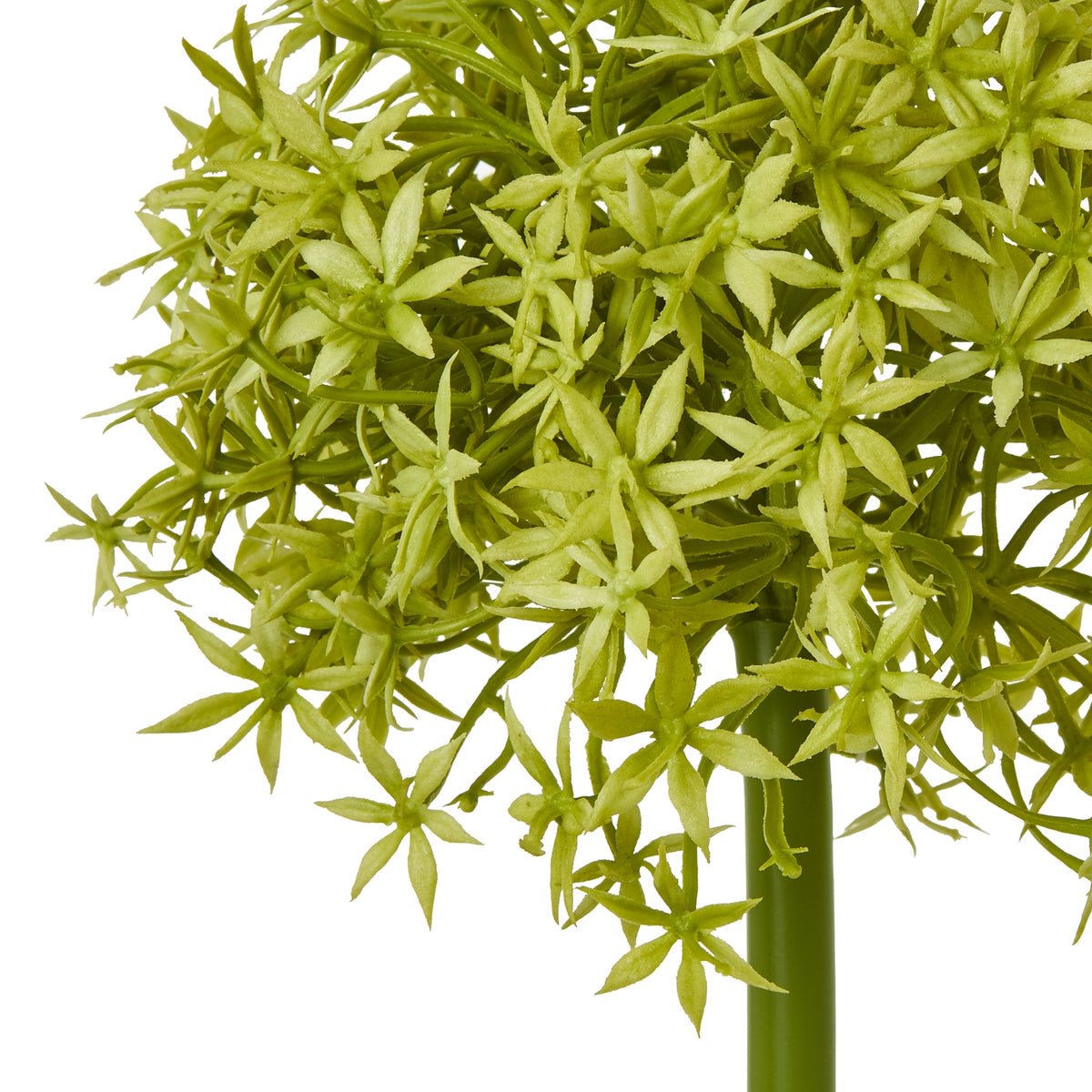 Close-up of the green globe flower head, showing densely clustered star-shaped florets and the top of the stem.