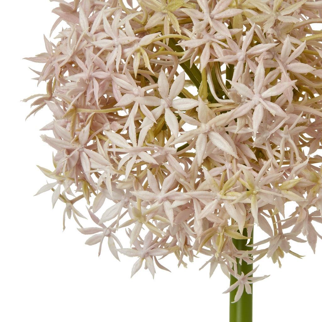 Close-up of the globe flower head showing pale blush star-shaped florets and green details between them.