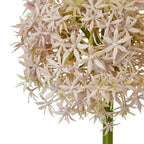 Close-up of the globe flower head showing pale blush star-shaped florets and green details between them.