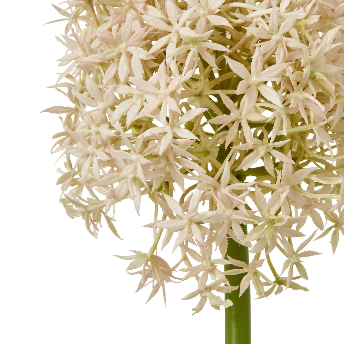 Close-up of the pale blush star-shaped florets, with green branching details visible between them.