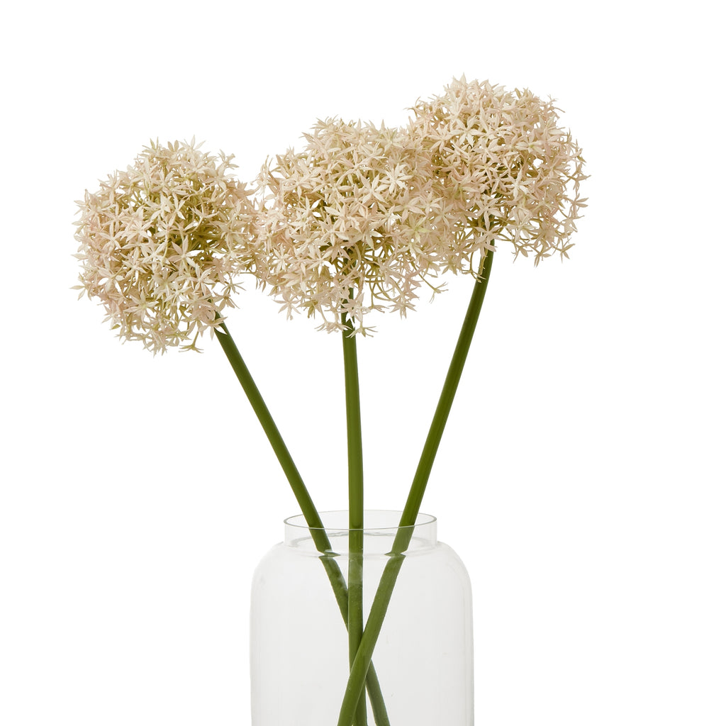 Three pale blush globe flower stems arranged at different heights in a clear vase against white.