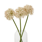 Three pale blush globe flower stems arranged at different heights in a clear vase against white.