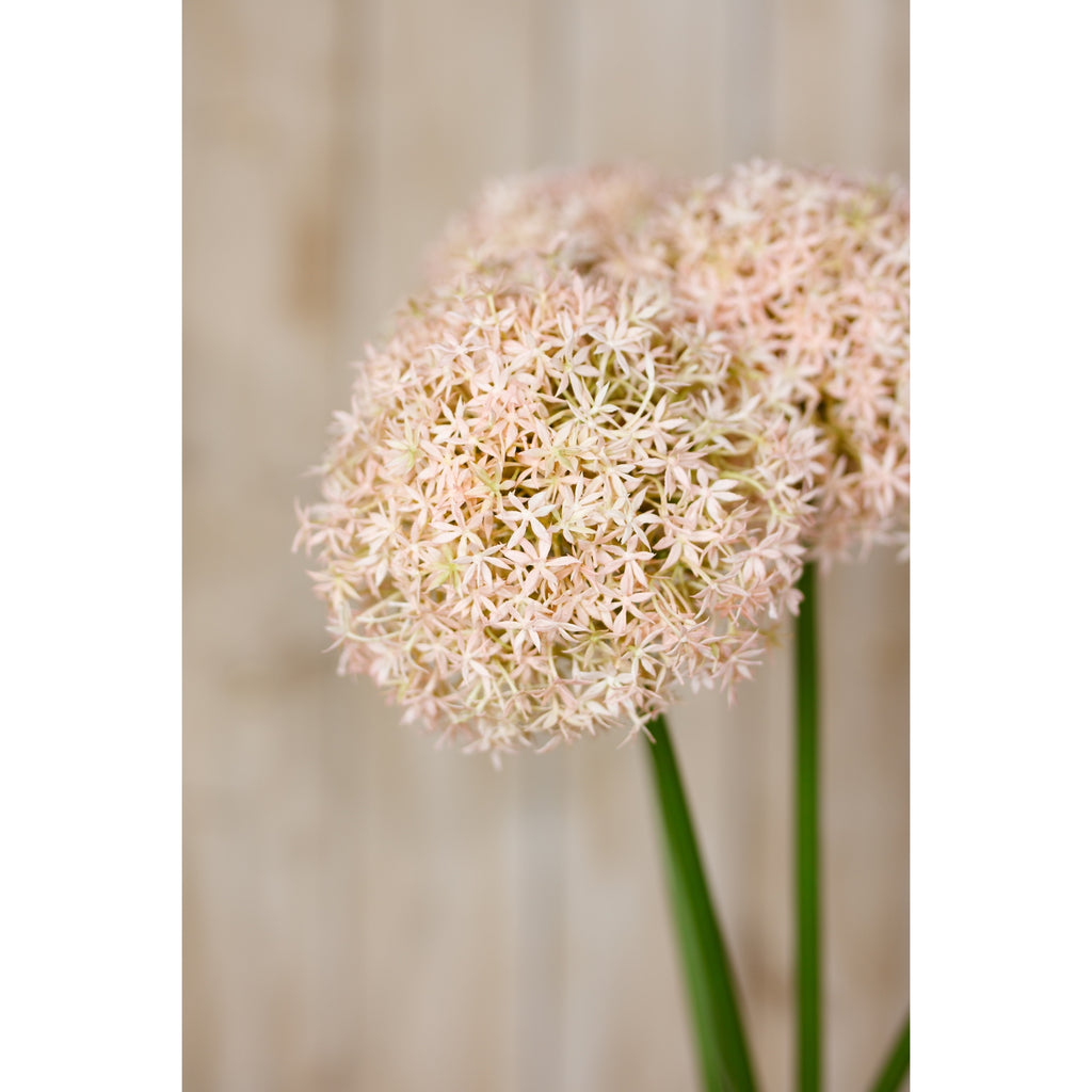 Close view of a pale pink globe flower head in a styled arrangement, with another head softly blurred behind it.