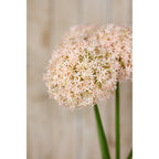 Close view of a pale pink globe flower head in a styled arrangement, with another head softly blurred behind it.