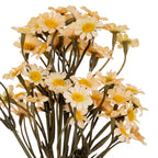Close view of the upper daisy bunch, showing cream flower heads at varied angles among curved olive-grey stems.