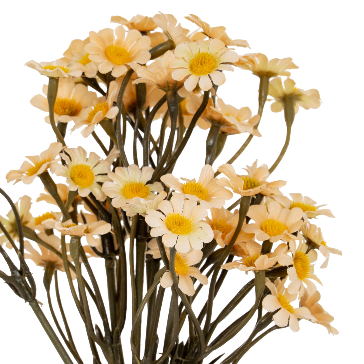 Close view of the upper daisy bunch, showing cream flower heads at varied angles among curved olive-grey stems.