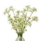 Cream gypsophila stems arranged in a translucent pale green vase against a white background.