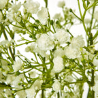 Close-up of layered cream gypsophila flowers and small rounded buds among fine green stems.
