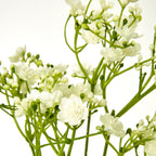 Close-up of cream gypsophila flowers with layered petals, small cream and green buds, and slender green branches.