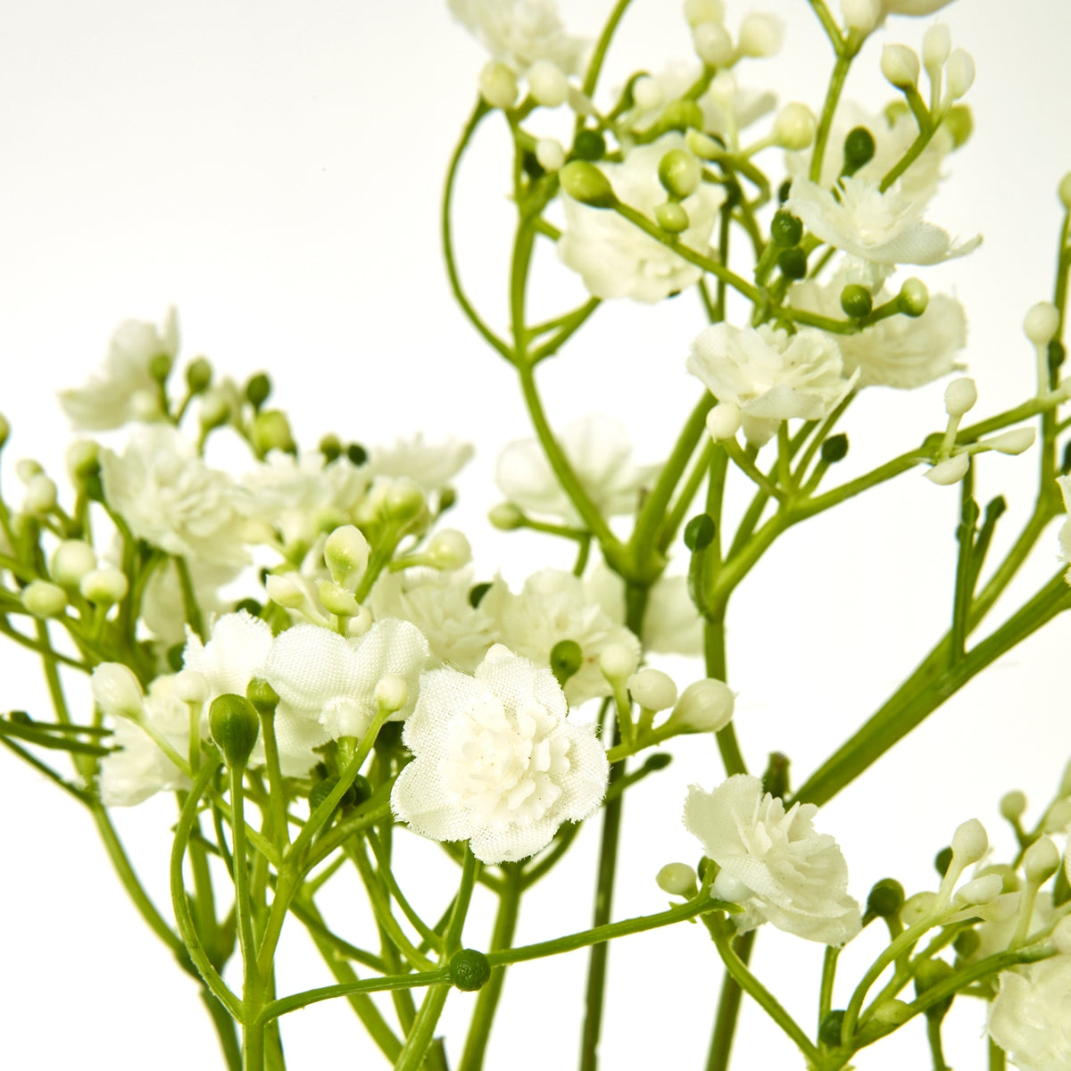 Close-up of cream gypsophila flowers with layered petals, small cream and green buds, and slender green branches.
