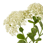 Close-up of tiny cream florets grouped into broad flower heads above rounded green leaves and branching stems.