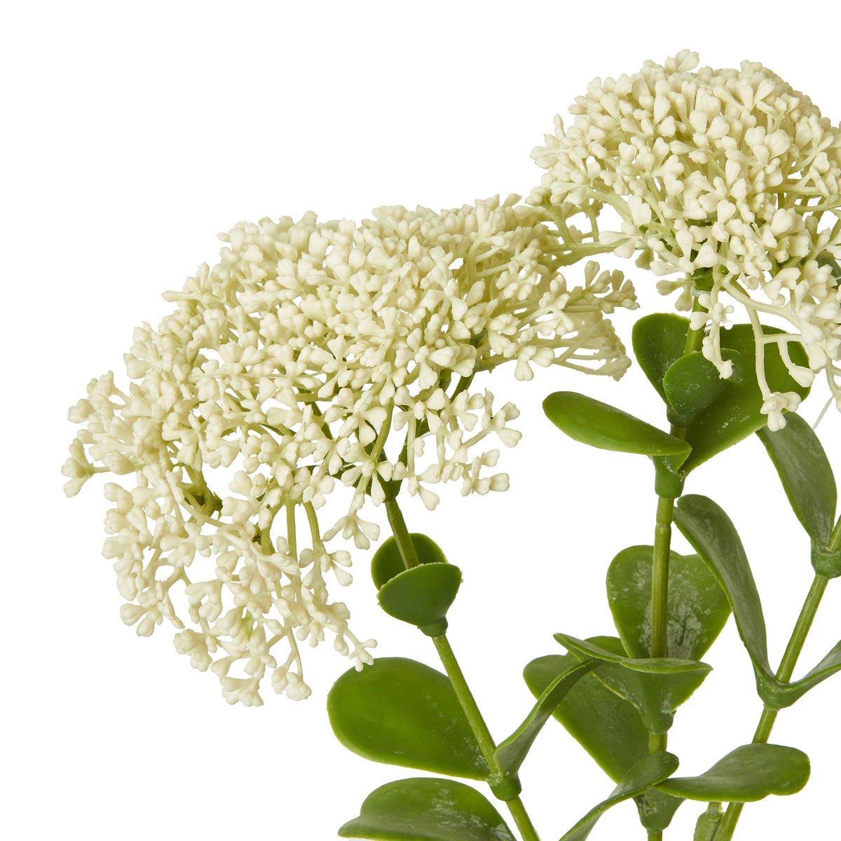 Close-up of tiny cream florets grouped into broad flower heads above rounded green leaves and branching stems.