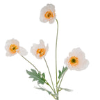 Closer view of the four cream poppy flowers facing different directions, with orange centre details and sparse grey-green foliage.