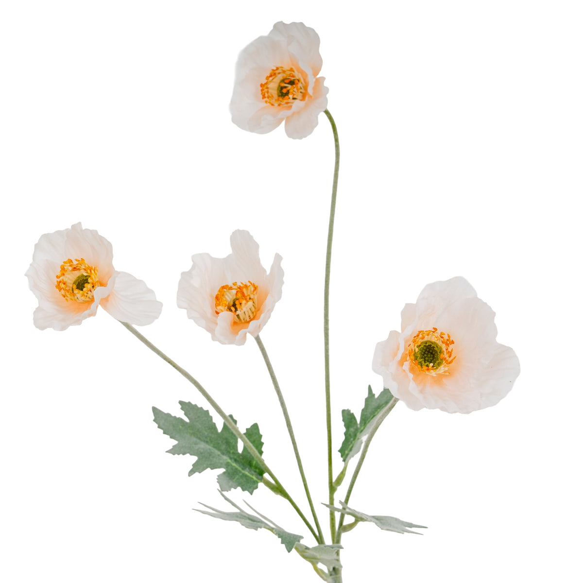 Closer view of the four cream poppy flowers facing different directions, with orange centre details and sparse grey-green foliage.