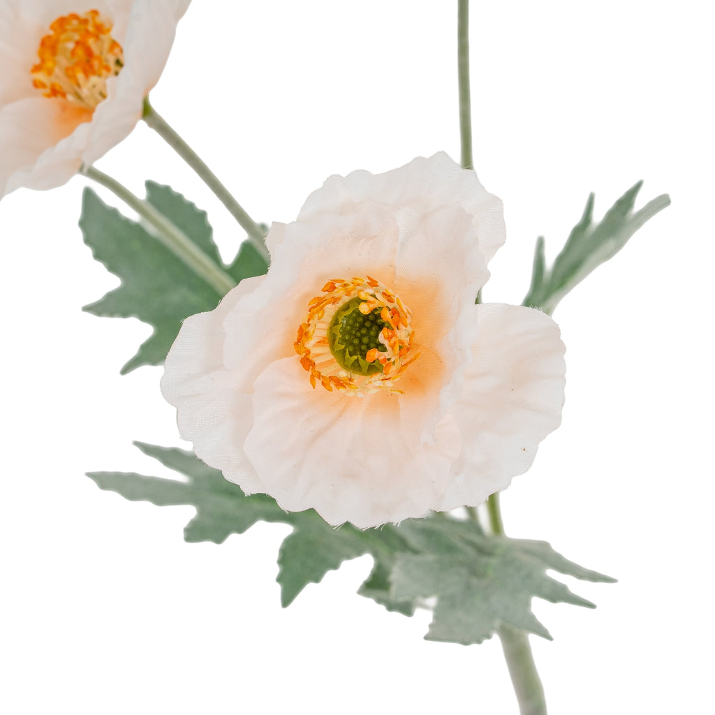 Close-up of a cream poppy flower showing rippled petals and an orange ring around its green centre, with jagged leaves behind.