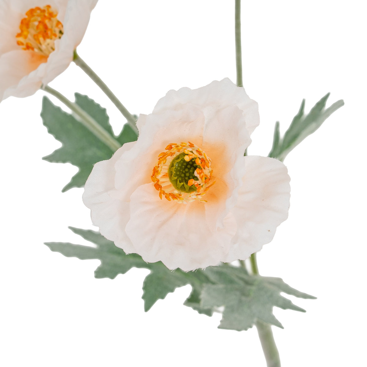 Close-up of a cream poppy flower showing rippled petals and an orange ring around its green centre, with jagged leaves behind.