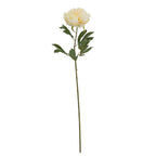 Full view of a cream artificial peony with a large double bloom, dark green leafy sprays and a long slender stem against white.