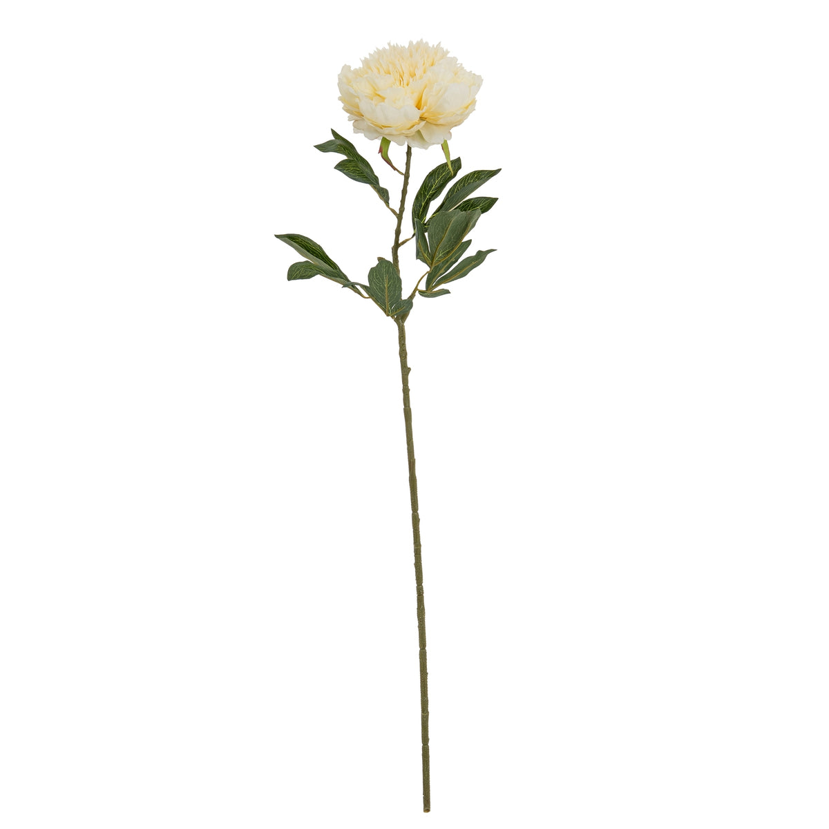 Full view of a cream artificial peony with a large double bloom, dark green leafy sprays and a long slender stem against white.