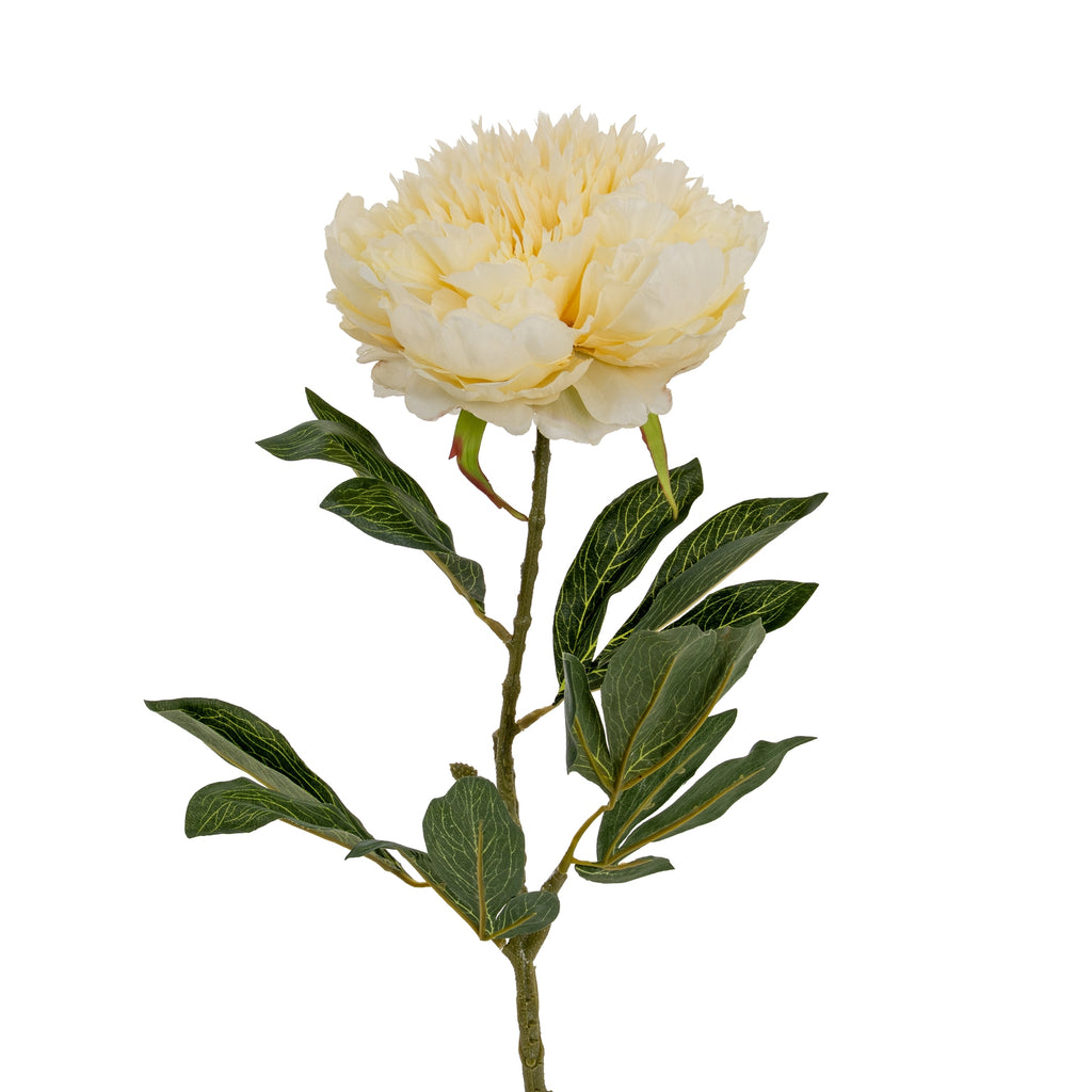 Closer view of the cream peony bloom above pointed green leaves with pale vein markings and a textured green-brown stem.