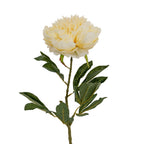 Closer view of the cream peony bloom above pointed green leaves with pale vein markings and a textured green-brown stem.