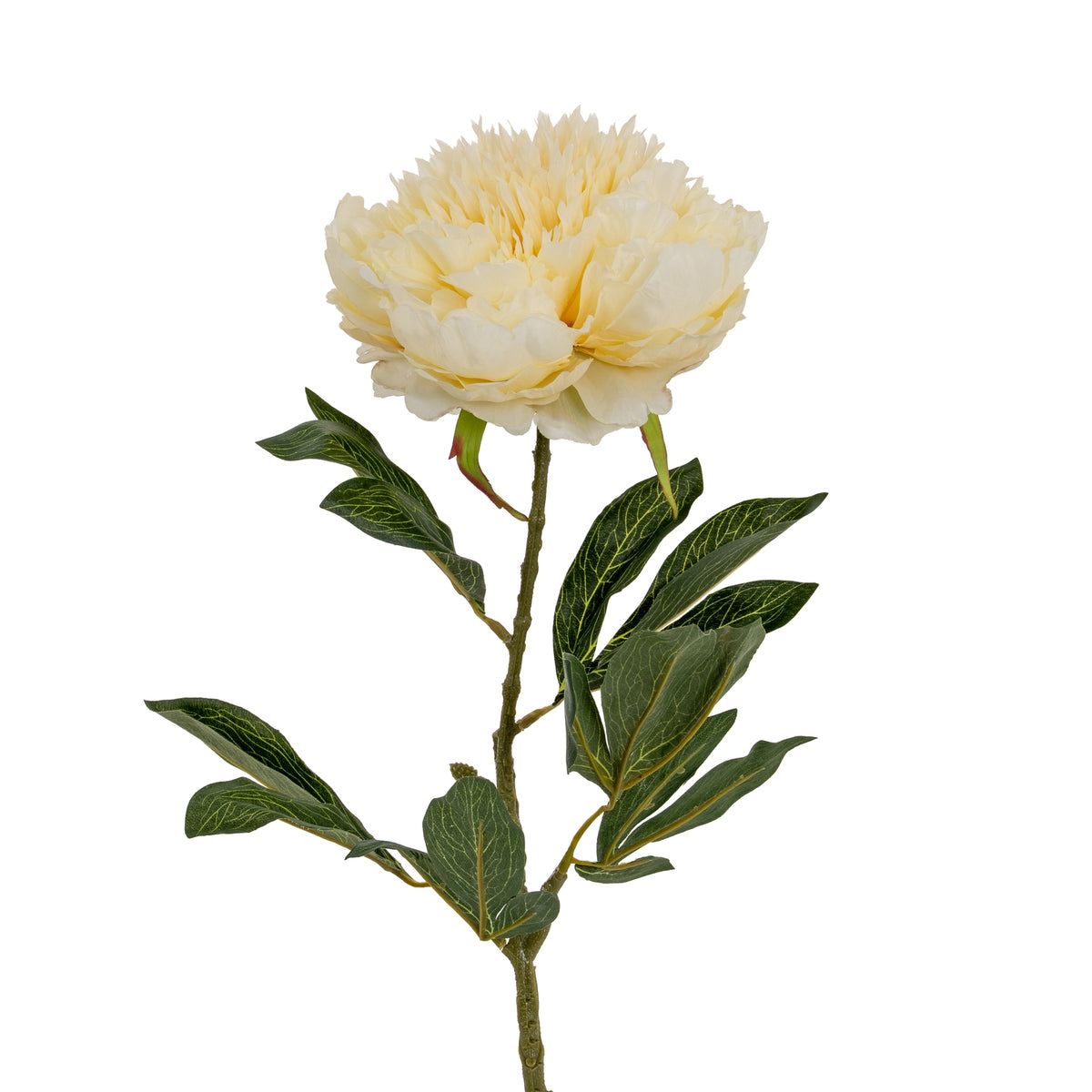 Closer view of the cream peony bloom above pointed green leaves with pale vein markings and a textured green-brown stem.