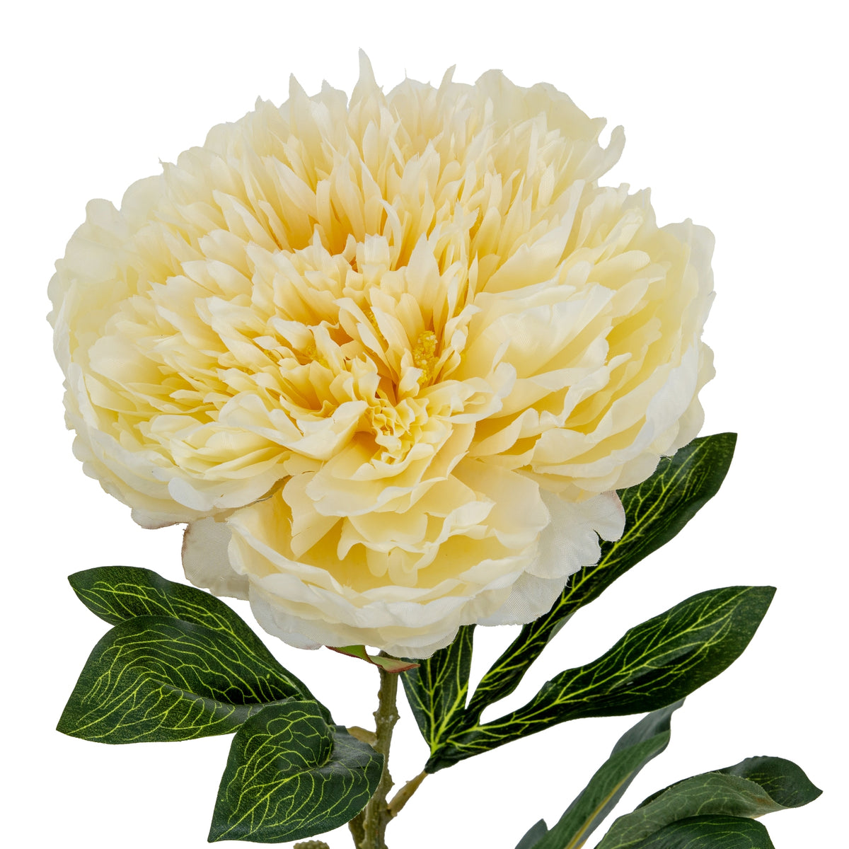 Close-up looking into the densely layered cream peony flower, with narrow central petals, broader outer petals and veined dark green leaves below.