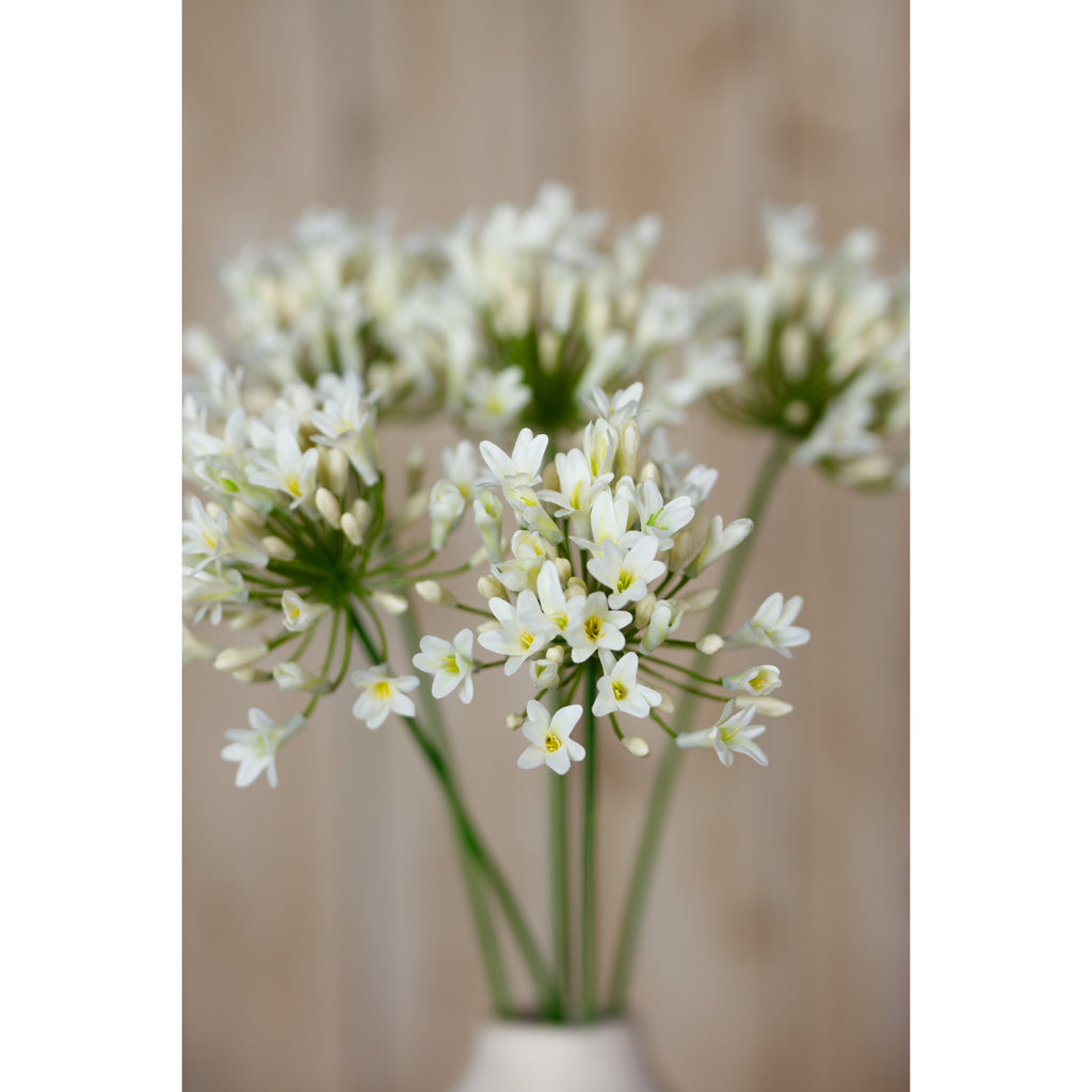 Close view of cream radialhead flowers in a white vase, with yellow-green flower centres and softly blurred heads behind.