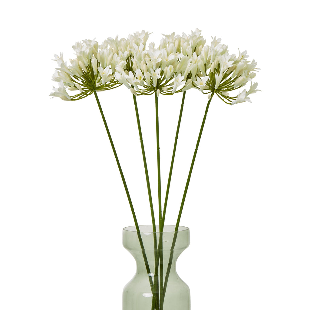 Several cream radialhead stems arranged in a pale green glass vase against a white background.