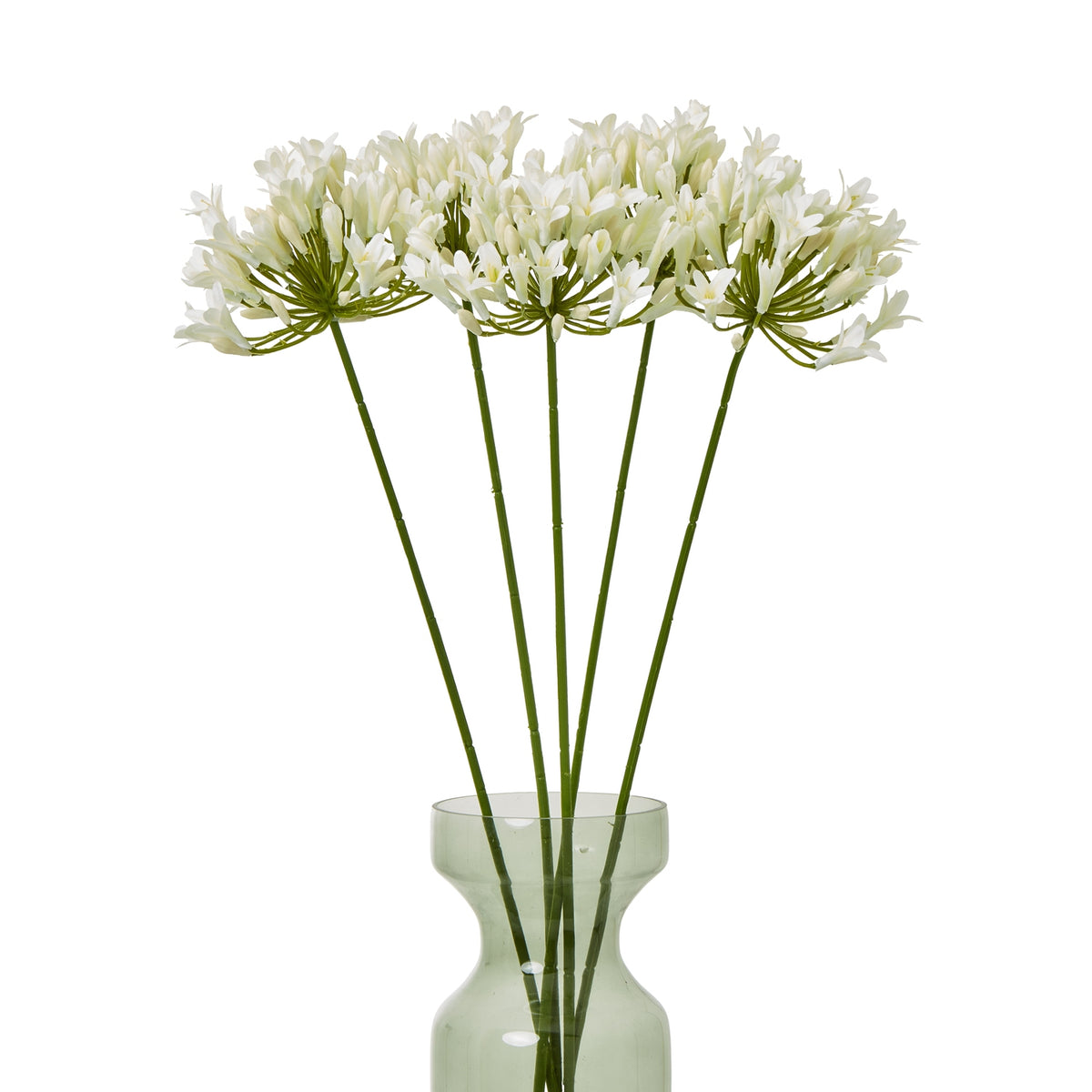 Several cream radialhead stems arranged in a pale green glass vase against a white background.