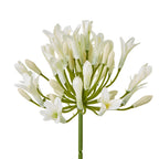 Close-up of cream-white open florets and elongated buds on green branches radiating from the flower head.