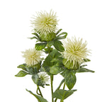 Close-up of cream spikes radiating from rounded heads above layered green foliage, showing the varied head sizes and leaf detail.
