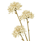 Close-up of three cream clusters showing their tiny bud-like tips and the ridged branching stems.