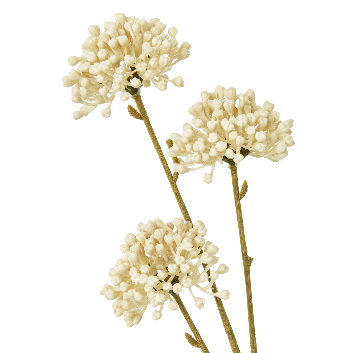 Close-up of three cream clusters showing their tiny bud-like tips and the ridged branching stems.