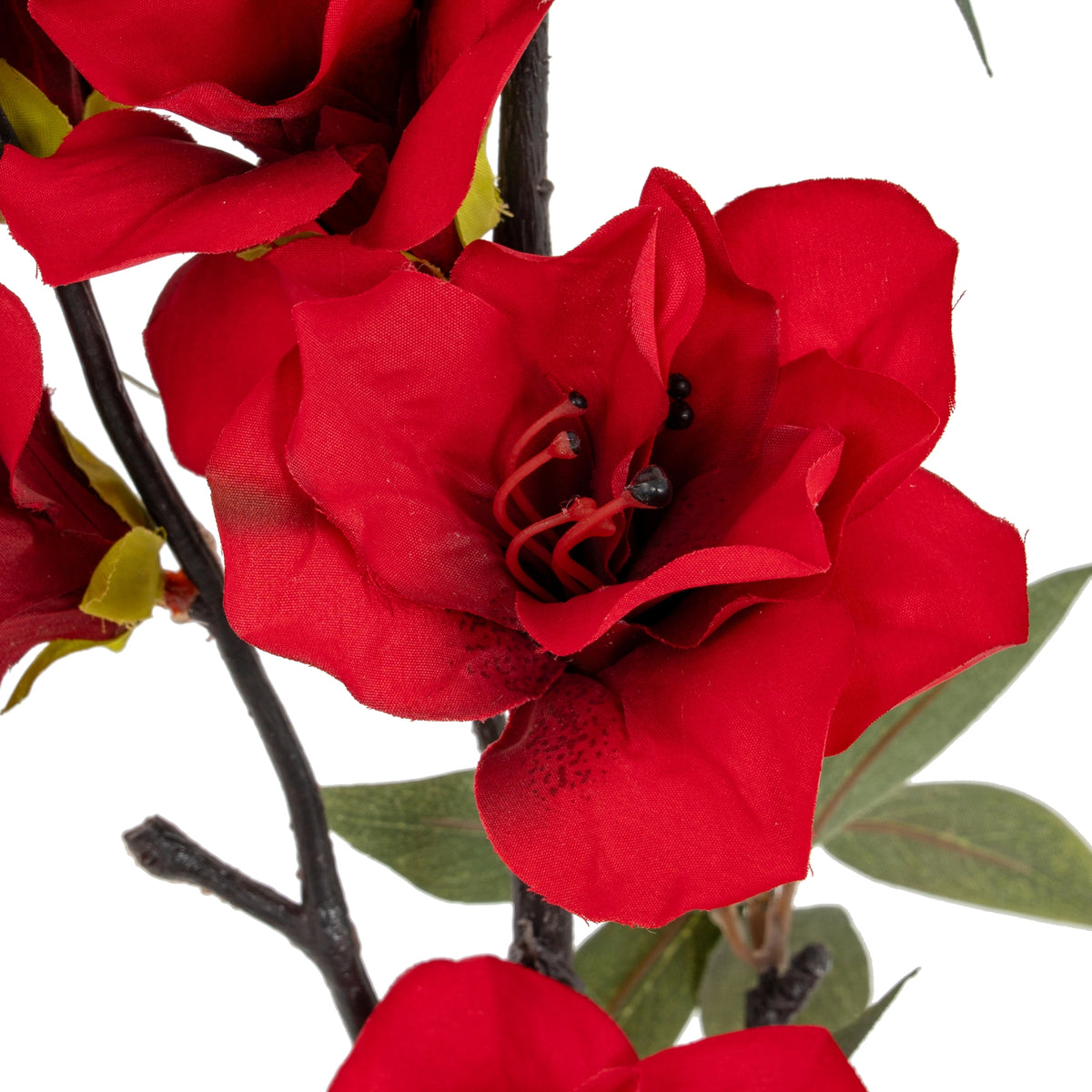Close-up of an open crimson bloom with curved petals, dark tips at its centre and brown branches crossing behind it.