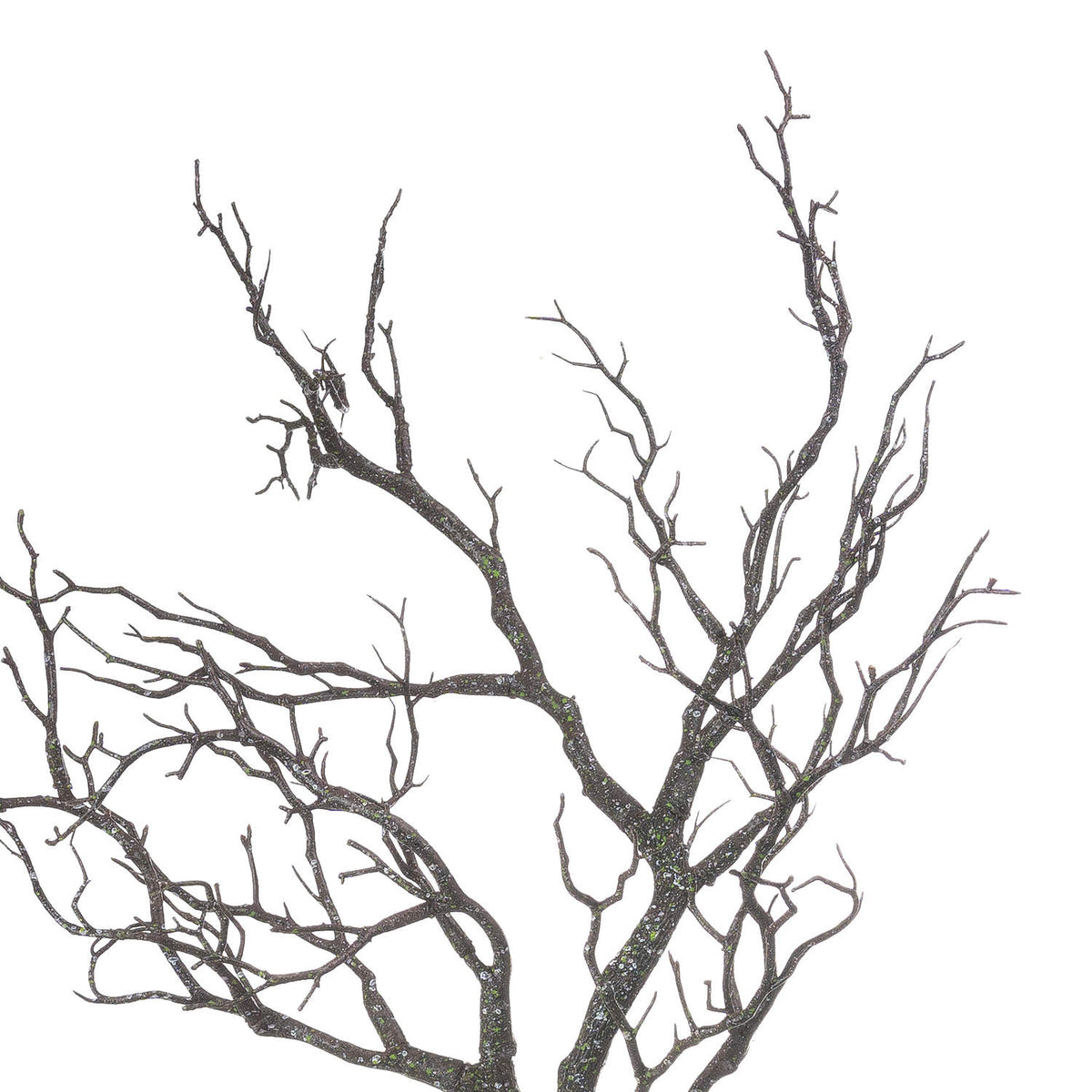Close view of the forked branches and fine angular twigs, showing pale grey-white and green speckles across the dark brown surface.