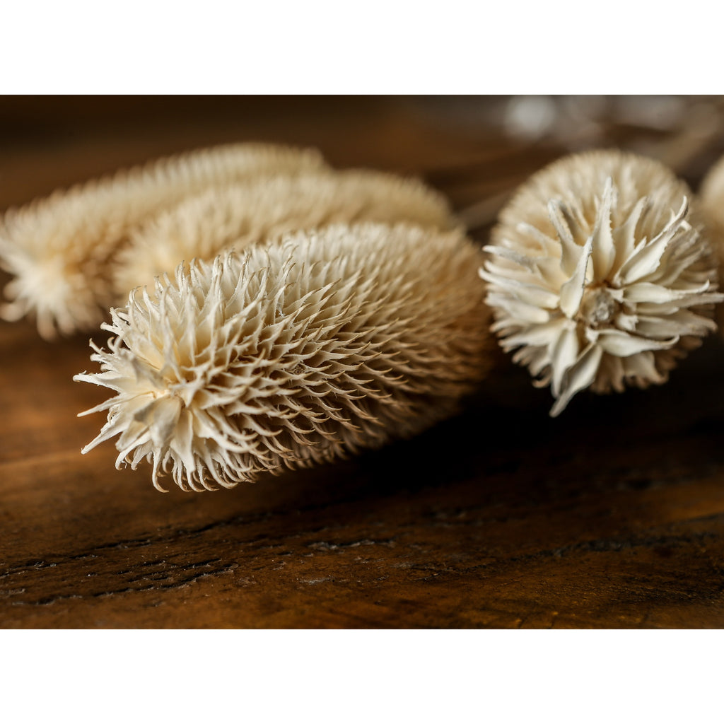 Close-up of the pointed tips and curling scales of cream botanical heads resting on a dark wooden surface.