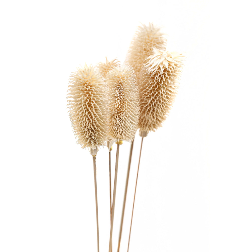 Close view of clustered cream-white heads showing rows of curled pointed scales above pale brown stems.