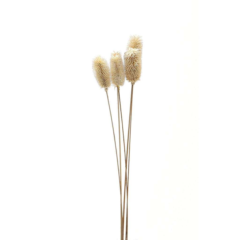 Cream-white elongated botanical heads on long slender stems against a white background.