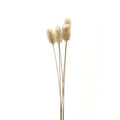 Cream-white elongated botanical heads on long slender stems against a white background.